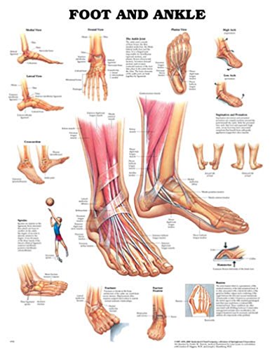 Anatómia ľudskej nohy a členku