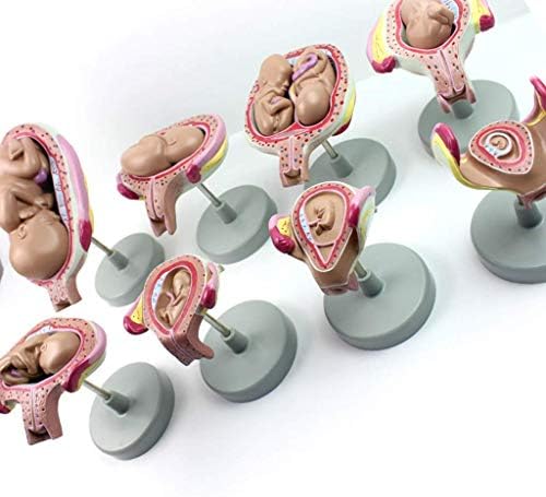Model výučby, vedecká Anatómia človeka-1: 1 sada modelov tehotenského vývoja embryí v životnej veľkosti-pre pôrodnú